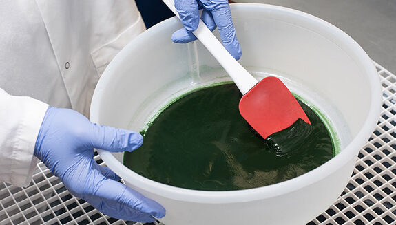 Tảo xoắn Spirulina tươi 5