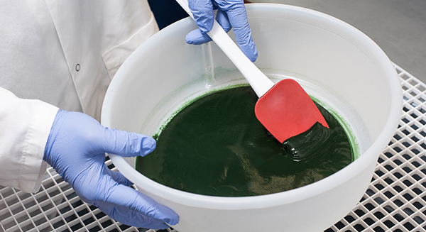Tảo xoắn Spirulina tươi 5